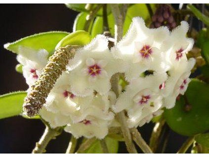 Hoya cv. 'Mathildae'