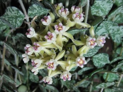 Hoya curtisii (ST)