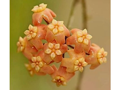 Hoya neo-ebudica (VR)