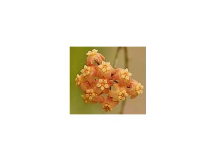 Hoya neo-ebudica