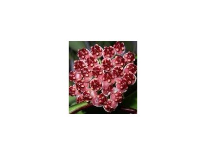 Hoya wayetii