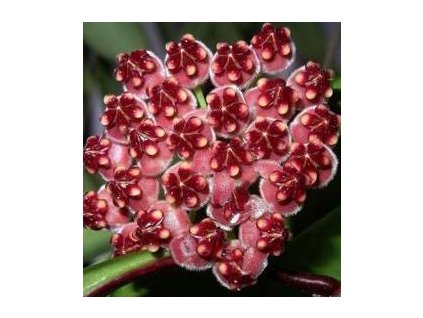 Hoya wayetii 'variegata' (ST)