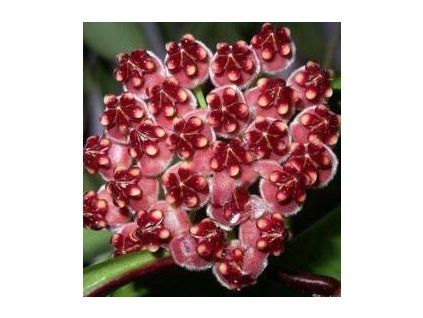 Hoya wayetii 'variegata' (ZR)
