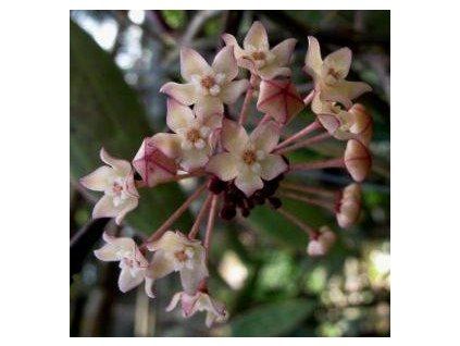 Hoya macrophylla 'Snow Queen' (VR)