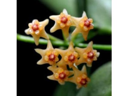 Hoya pandurata 'splash'