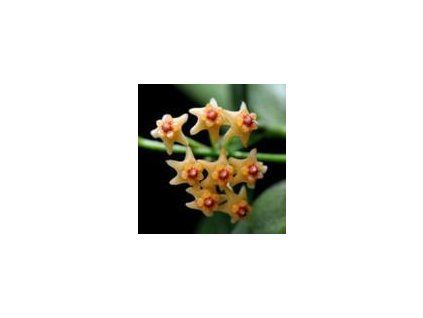 Hoya pandurata 'splash'