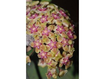 Hoya vitelina (IMP)