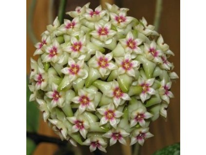 Hoya wibergiae