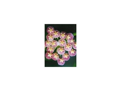 Hoya obscura
