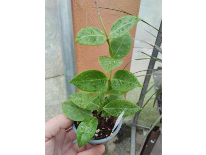 Hoya sp. NS05-055