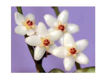 Hoya minahassae IPS 8816 (VR)