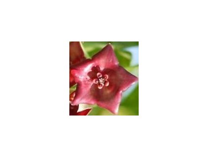 Hoya sussuela