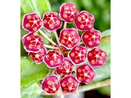 Hoya zambales PG03 (ST)