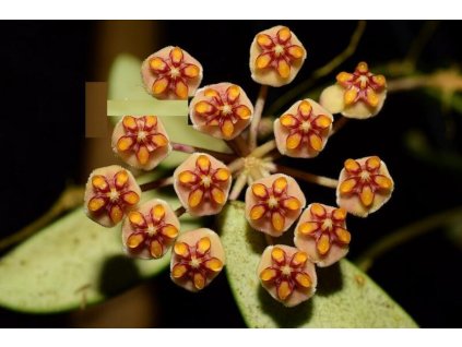 Hoya anncajanoae