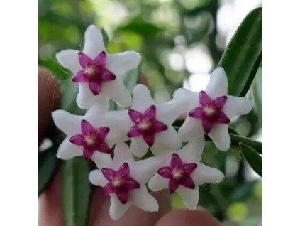 Hoya engleriana (ZR)