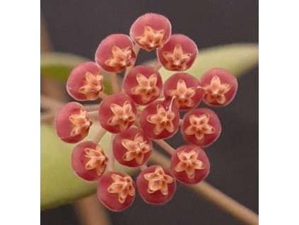 Hoya bilobata (ST)