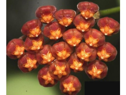 Hoya panchoi IML-0249