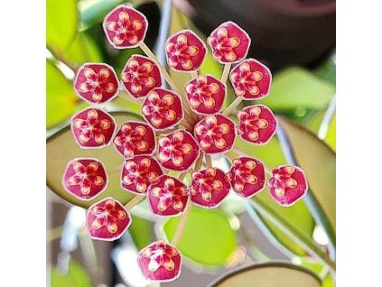 Hoya burtoniae (ZR)