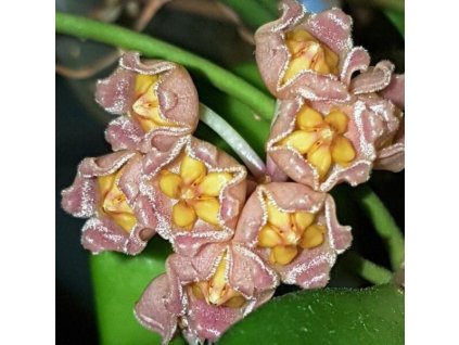 Hoya cv. 'Noona Pink' (ZR)