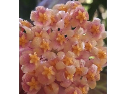 Hoya rosarioae