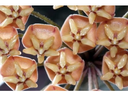 Hoya sigillatis 'Alas River'