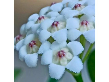 Hoya rotundiflora