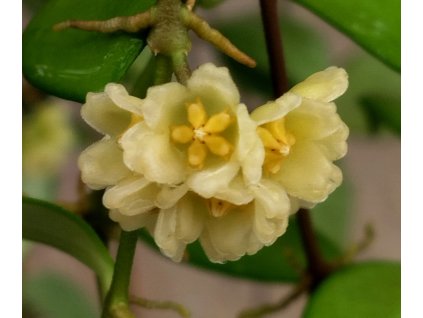 Hoya ruscifolia (ST)