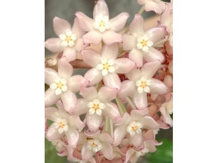 Hoya tjadasmalangensis