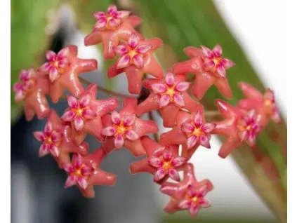 Hoya benvergarai (VR)