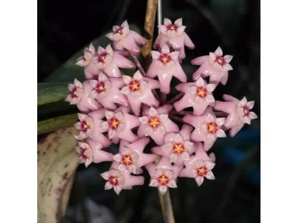 Hoya dolichosparte 'pink' (VT, závěs 9cm)