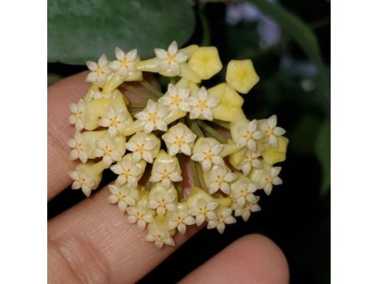 Hoya cardiophylla (VR)