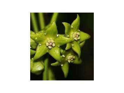 Hoya obtusifolioides (green) (ZR)