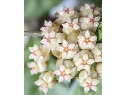 Hoya crassipetiolata 'splash' (ST)