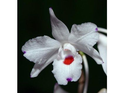 Dendrobium annae