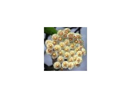 Hoya parviflora 'splash'