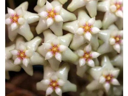 Hoya sp. Loei (Malaysia)