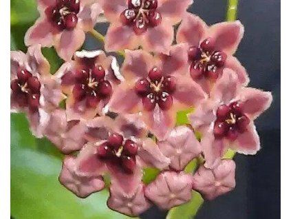Hoya globulifera (VR)