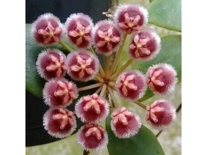 Hoya isabelchanae GPS-7-35