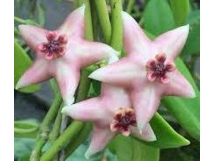 coronaria red corona