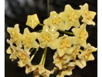 Hoya flavescens