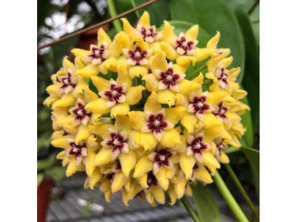 Hoya halconensis (ZR)