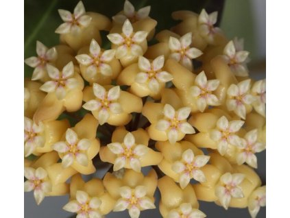 Hoya sp. PNG SV 432 (VR)