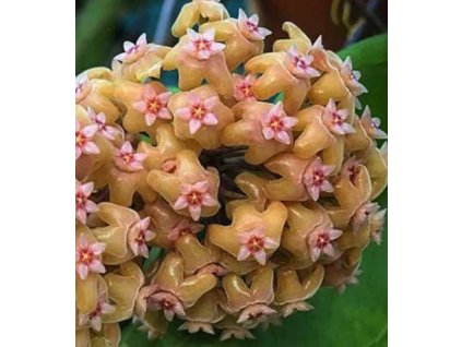 Hoya chuniana