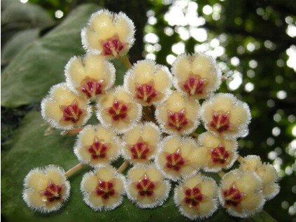 Hoya imbricata 'maxima'