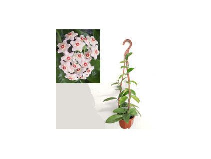 Hoya carnosa (závěs)