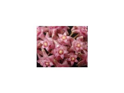 Hoya sp. Miari Jaya 58 (ZR)