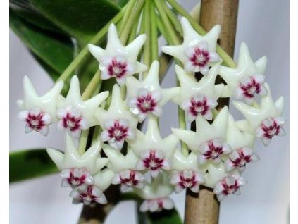 Hoya golamcoiana