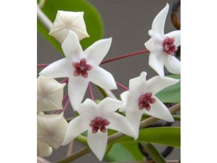Hoya cv. Iris Marie (trs XL)