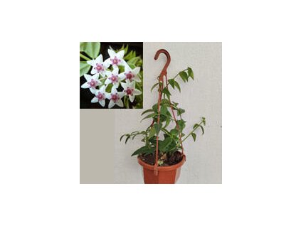 Hoya lanceolata 'Bella' (závěs)