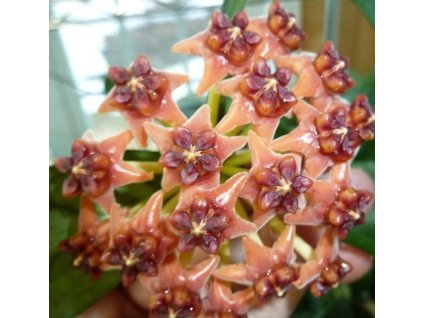 Hoya lobbii (small leaf) (VR)